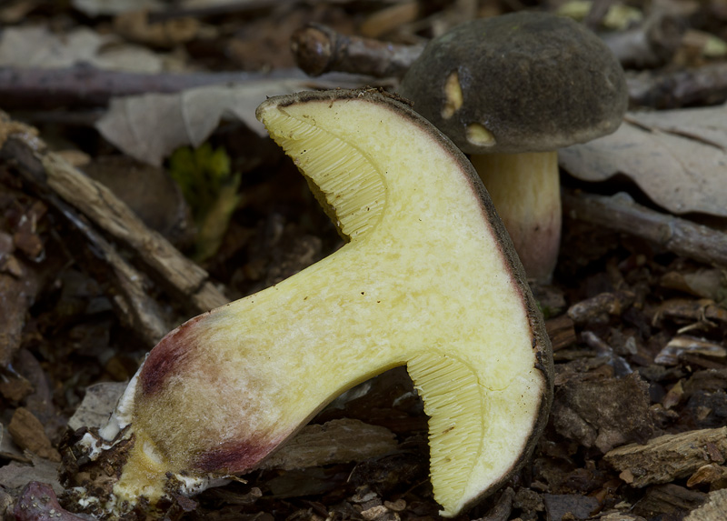Xerocomellus pruinatus